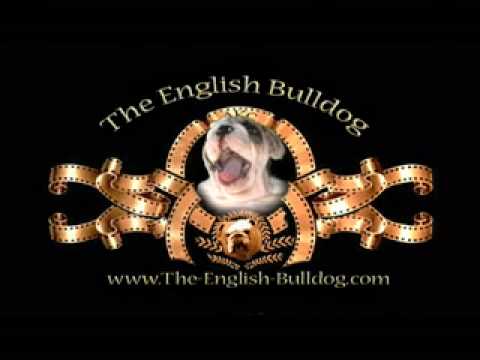 bulldog logo