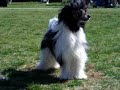 Chinese crested powder puff