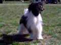 Chinese crested powder puff