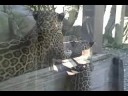 Jaguar Cub