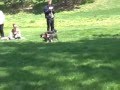 Boston Terrier video