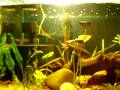 aquario plantado (plantas naturais 