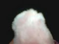 Re: My Webkinz Beauty Contest Re: My Webkinz Beauty Contest