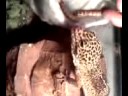 Leopard Gecko Eats SuperWorms