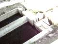 videos de pillados  por una trucha muerta( ayacucho )