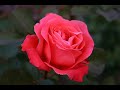 ROSE di Anna Marinelli ROSE di Anna Marinelli