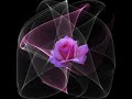 rose di anna marinelli