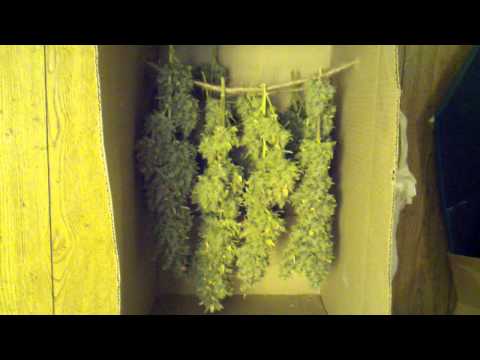 how to harvest pineapple express