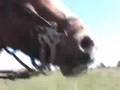 Cantering Through A Field