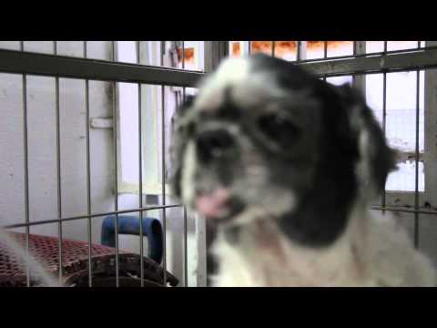 how to treat a shih tzu with diarrhea