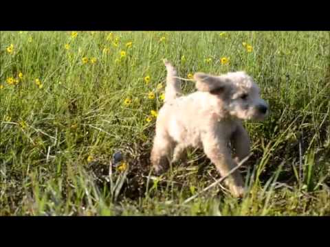Sophia F1b Goldendoodle