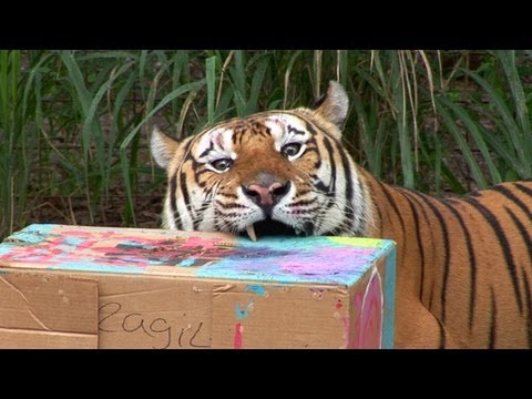 cardboard animals - Summer campers made cardboard enrichment models for the tigers, lions, leopards, servals and bobcats to destroy! More info about BIG CAT CAMP! http://bigcatr...