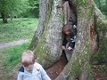 People in a tree