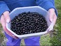Picking blueberries