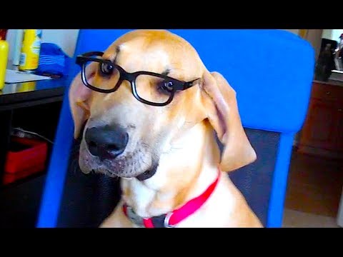PUPPY GENIUS!
