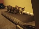 Gatos corriendo en la cinta de correr