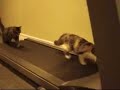 Cats on a Tredmill! Faster! Faster! faster!! Cats on a Tredmill! Faster! Faster! faster!!