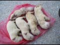 In Memory of Abused Animals... View Video