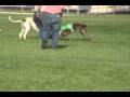 videos de NOTRA: Greyhounds