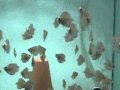 Guarda video
