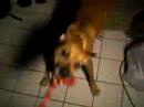 HURLEY AND THE CANDYCANE ROPE