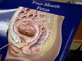 Female reproductive