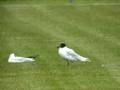 med gull walton park