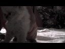 PERSIAN KITTENS MOVIE