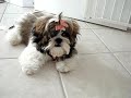 Shih Tzu puppy Lacey, first professional bath and bow