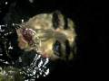 Linneas skulptur Petronella