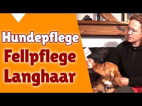 Hunde: Fellpflege Hund Langhaar (Hunde Pflege Quick T ...