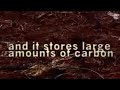 Click here to watch this video Forest Defenders Camp Kuala Cenaku - Riau `07