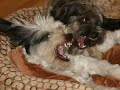 What a Wonderful World -- for puppies What a Wonderful World -- for puppies
