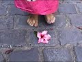 Peque�os Pies Descalzos