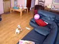 re-dog-vs-balloons.html