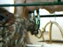 Milking Parlor Demonstations from 2007 Florida State Fair Milking Parlor Demonstations from 2007 Florida State Fair