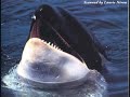 tillikum tribute