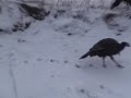 My first turkey