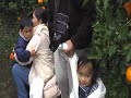 Orange Picking Orange Picking