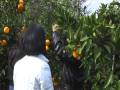 Orange Picking