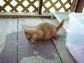 Hercules the Munchkin practices rolling in cat litter