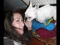 Alice Bouledogue francais Alice Bouledogue francais