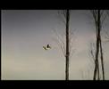 flying generation flying generation