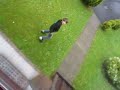 Mikey jumps out window
