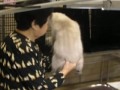 CFA CAT SHOW in JAPAN Nov./01/2008\ CFA CAT SHOW in JAPAN Nov./01/2008\