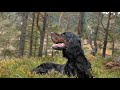 Gordon setter informasjons film