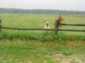 Dogbook Movie: Beau & Rufus in Southern pines