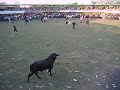 corralejas de buenavista-sucre