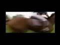 badminton 2008 Nicolas touzaint cross country