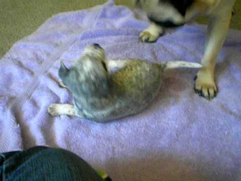 how to train blue heelers not to bite